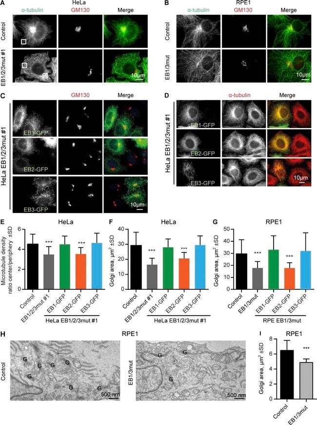 alpha Tubulin Antibody in Immunocytochemistry (ICC/IF)