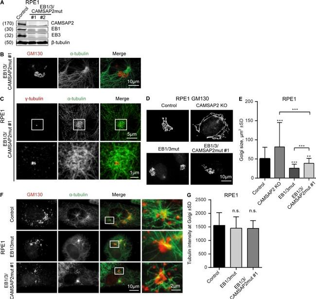 alpha Tubulin Antibody in Immunocytochemistry (ICC/IF)