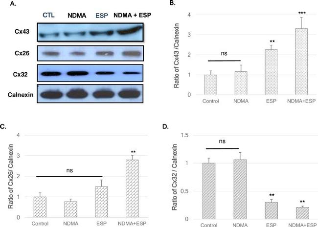 Connexin 26 Antibody in Western Blot (WB)