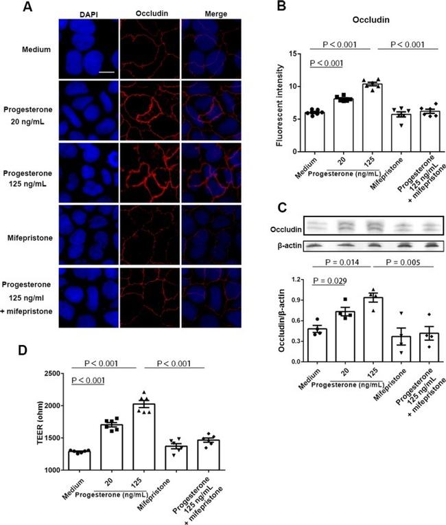 Occludin Antibody in Immunohistochemistry (IHC)