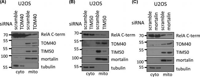 mtHSP70 Antibody in Western Blot (WB)