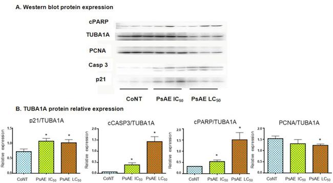 alpha Tubulin Antibody in Western Blot (WB)