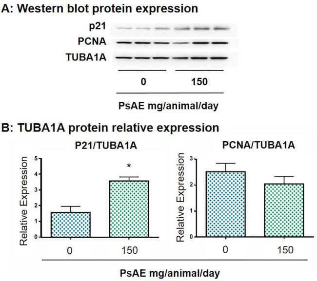 alpha Tubulin Antibody in Western Blot (WB)