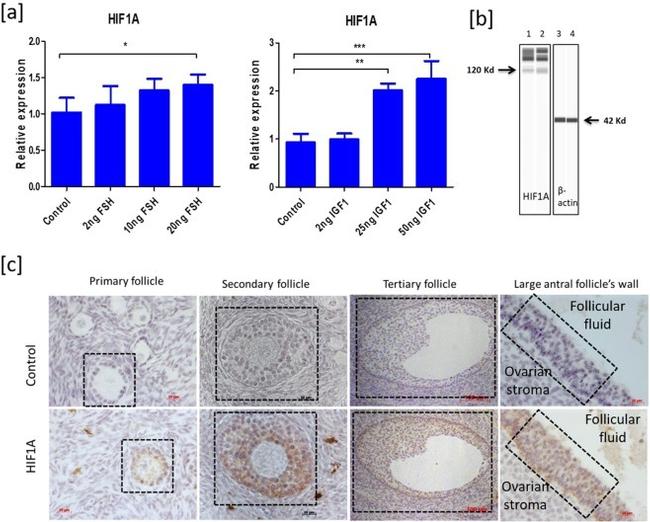 HIF1A Antibody in Immunohistochemistry (IHC)