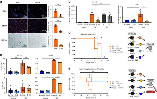 IFN gamma Antibody in Flow Cytometry (Flow)