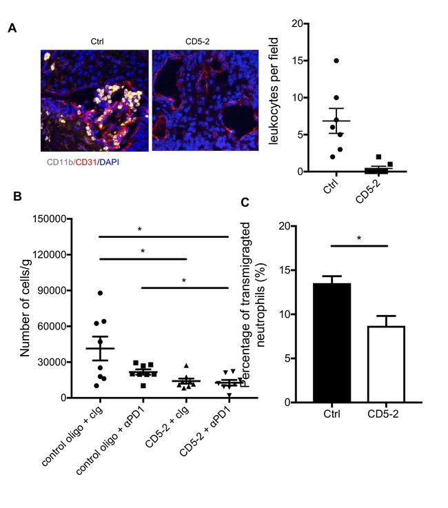 CD11b Antibody in Immunohistochemistry (IHC)