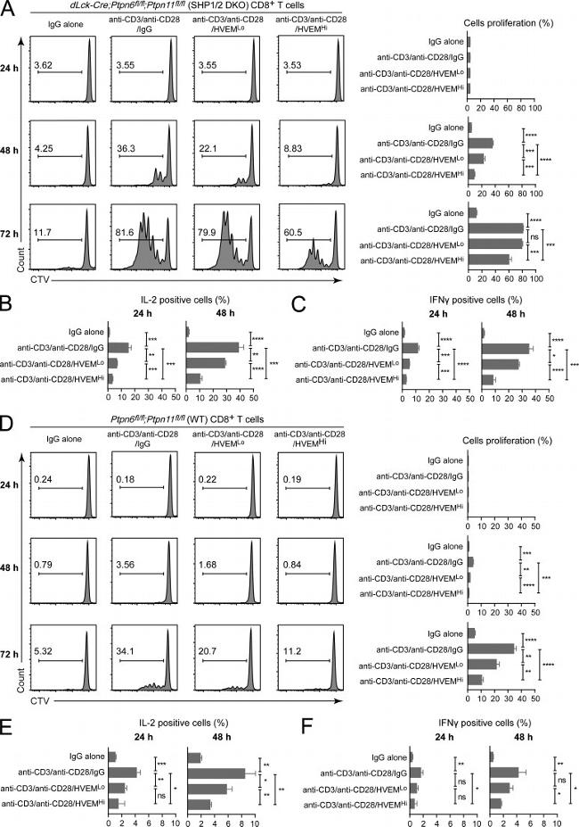 IFN gamma Antibody in Flow Cytometry (Flow)