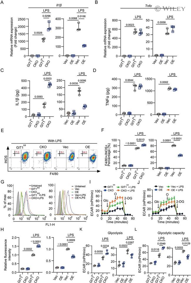 F4/80 Antibody in Flow Cytometry (Flow)